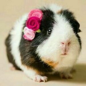 Meet your Posher, Cheyenne